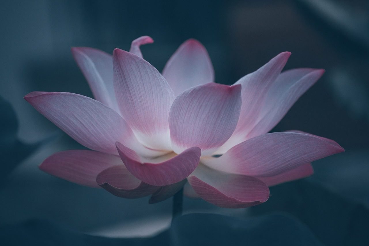 lotus-6474572_1280 Vrouwengezondheid acupunctuur voor vrouwen ter aar en Alphen aan den rijn